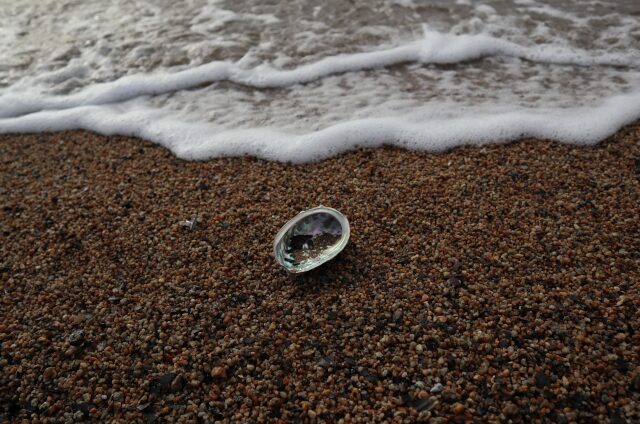 海岸に打ち上げられたアワビの殻